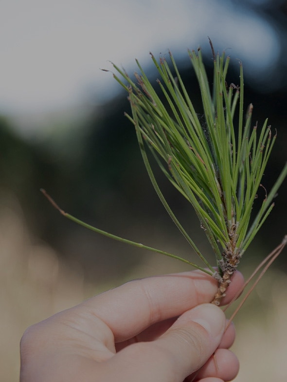 Pycnogenol: the most powerful scavenger in nature