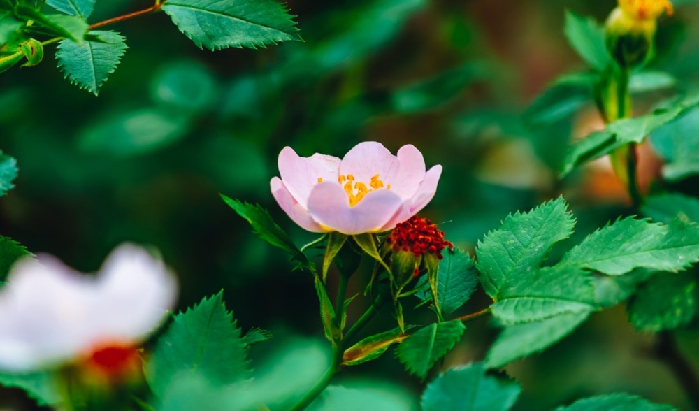 Rosehip: the medicinal plant rich in vitamin C