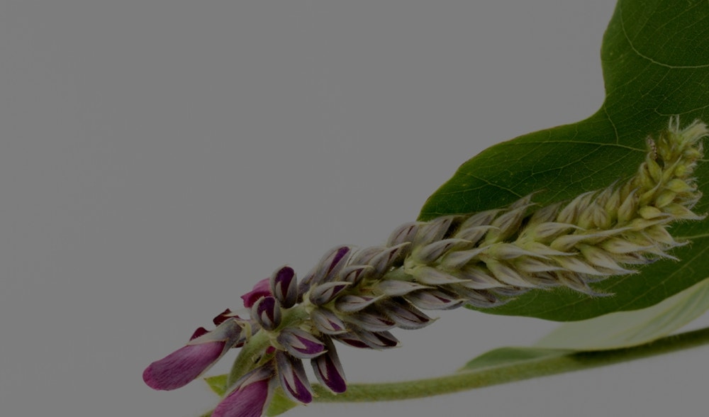 Kudzu: the beneficial and detoxifying Asian plant