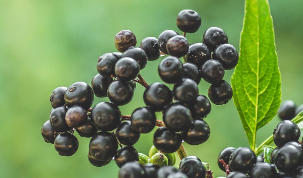 Elderberry, properties and uses