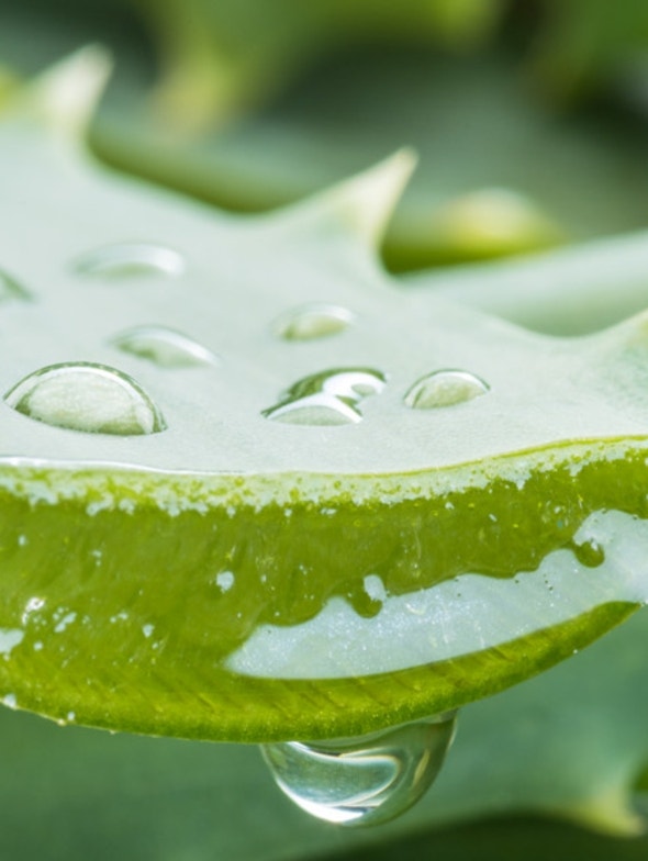 Aloe - The plant with a thousand uses