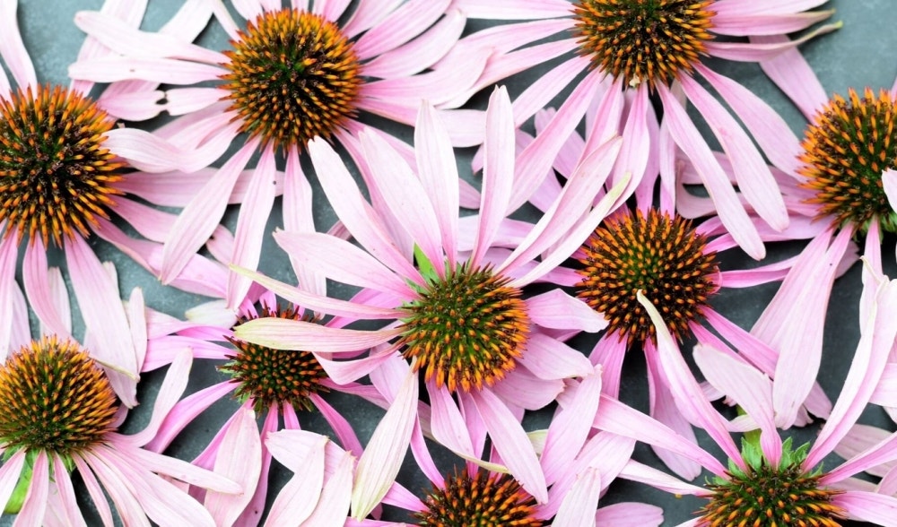 Echinacea | Properties, uses, benefits and contraindications