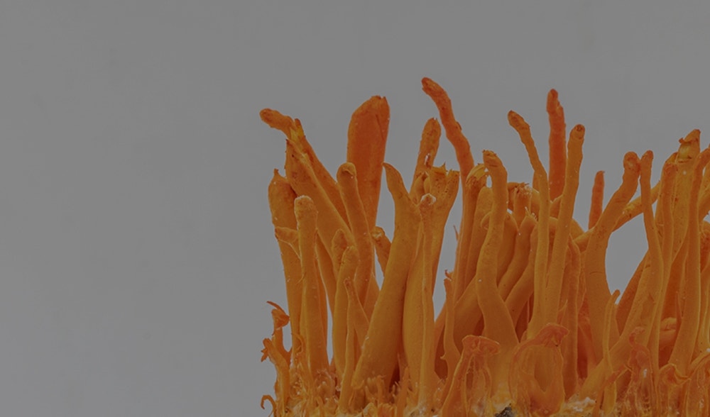 Cordyceps sinensis: The benefits of the 