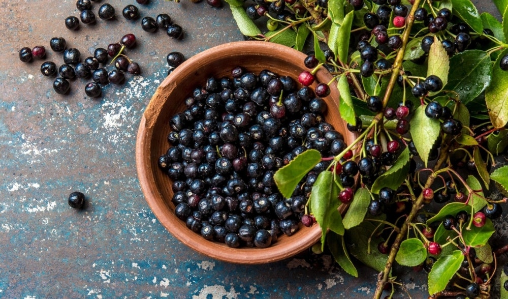 Maqui Berries | A concentrate of antioxidants and benefits