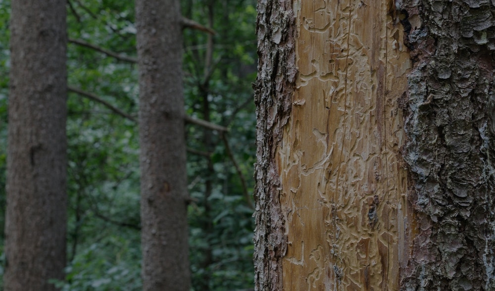 French Maritime Pine Bark | All the properties of Pycnogenol