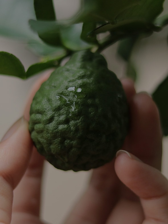 Bergamot | Origins, properties and benefits of bergamot