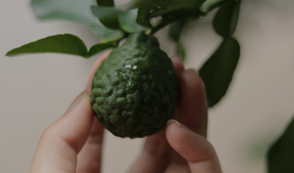 Bergamot | Origins, properties and benefits of bergamot
