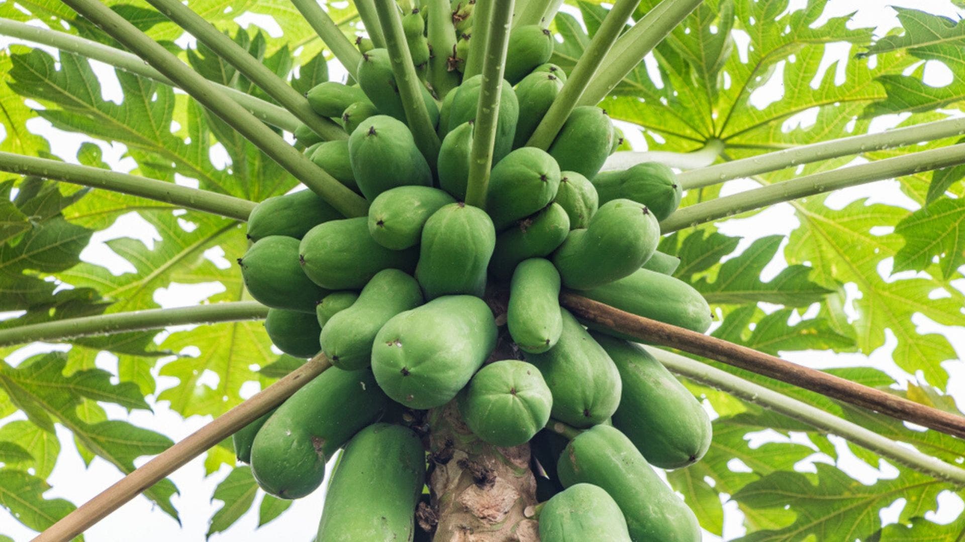 Papaya fruits on a tree