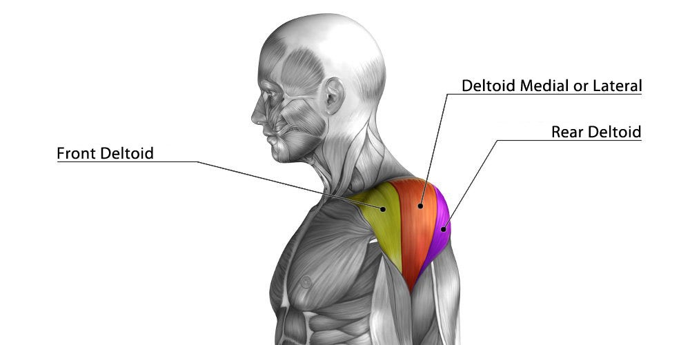 Anatomy of the deltoid muscle in the shoulder