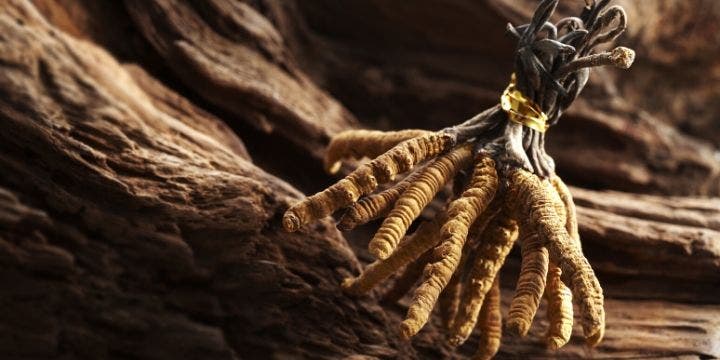cordyceps sinensis