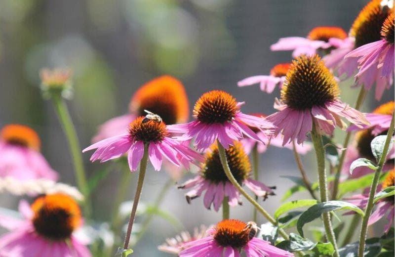 Echinacea flowers in a field