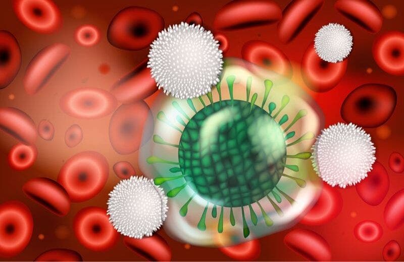 Lymphocytes that attack a virus