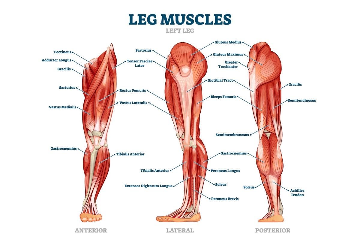 anatomy of the leg muscles