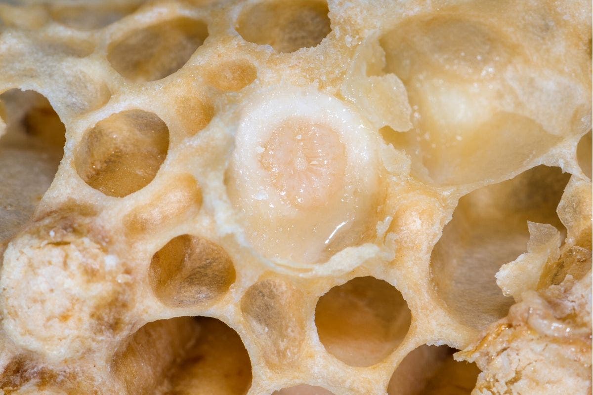 Freshly collected royal jelly, still enveloped in the comb.  Freshly collected royal jelly still enveloped in the comb.