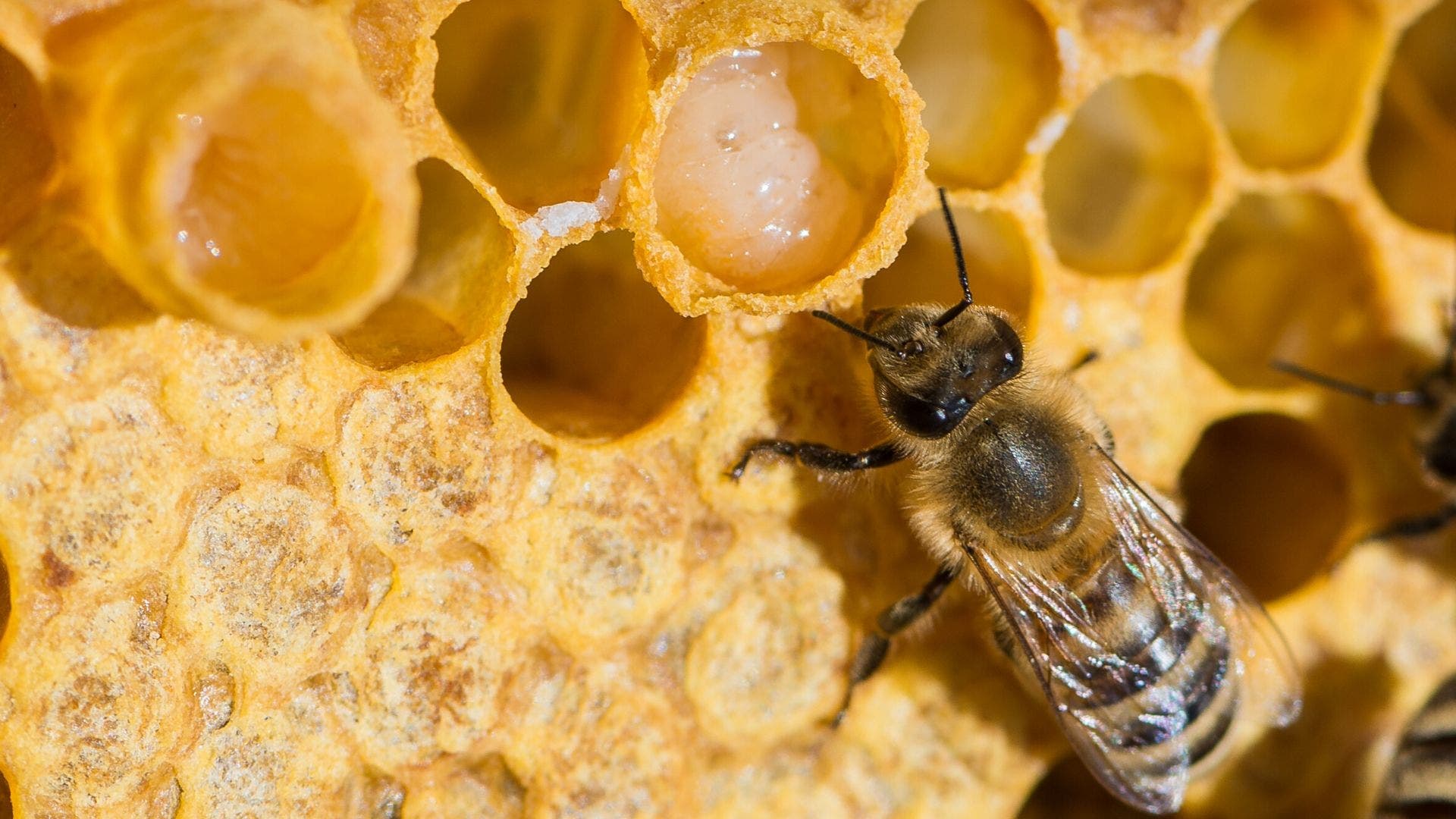 nurse bee at work