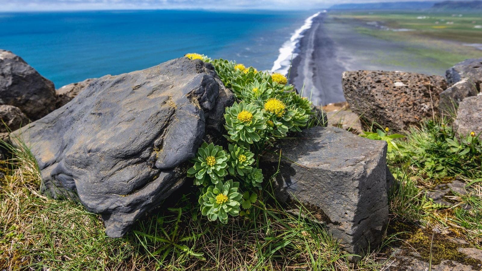 Rhodiola rosea plant