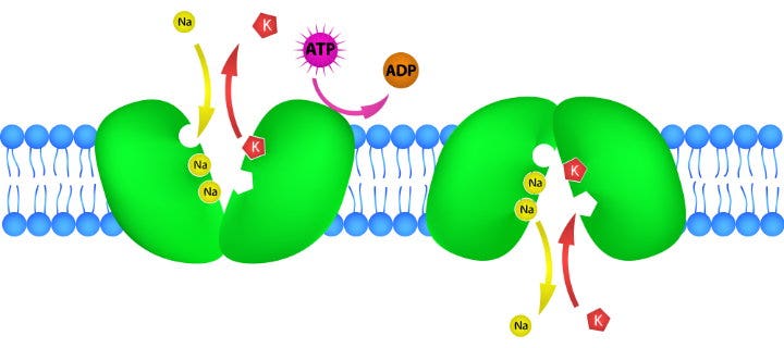 Outline of the sodium-potassium pump operation