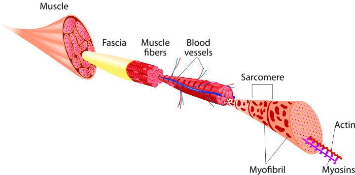 Skeletal muscle structure